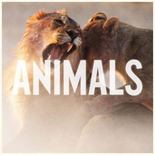 Maroon 5 — Animals